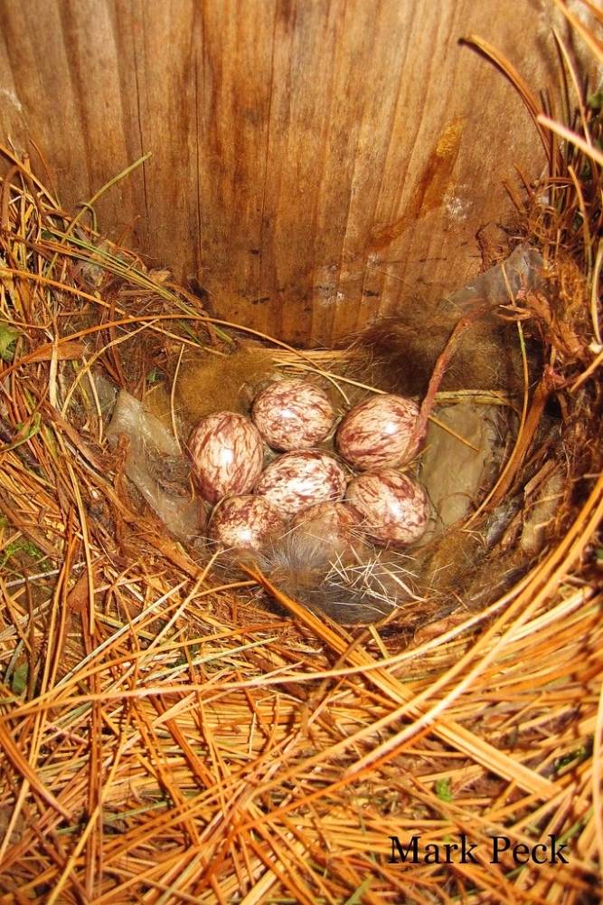 Great-crested Flycatcher Myiarchus crinitus by Mark Peck Bird Photography is licensed under CC BY-NC-SA 2.0